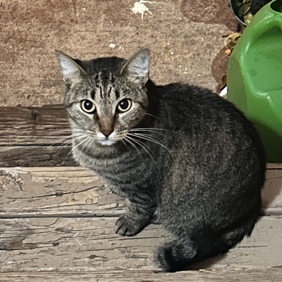 Meet your Posher, Dawn - Picture 9 of 10